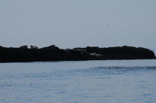 Seals basking at Cottage Cove Provincial Park