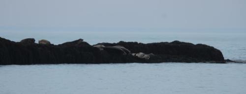Seals basking at Cottage Cove Provincial Park